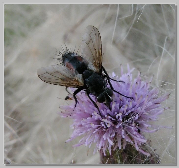 www.naturamediterraneo.com/Public/data1/lynkos/2005810231112_Tachinidae%20CWA805-N11-F.jpg