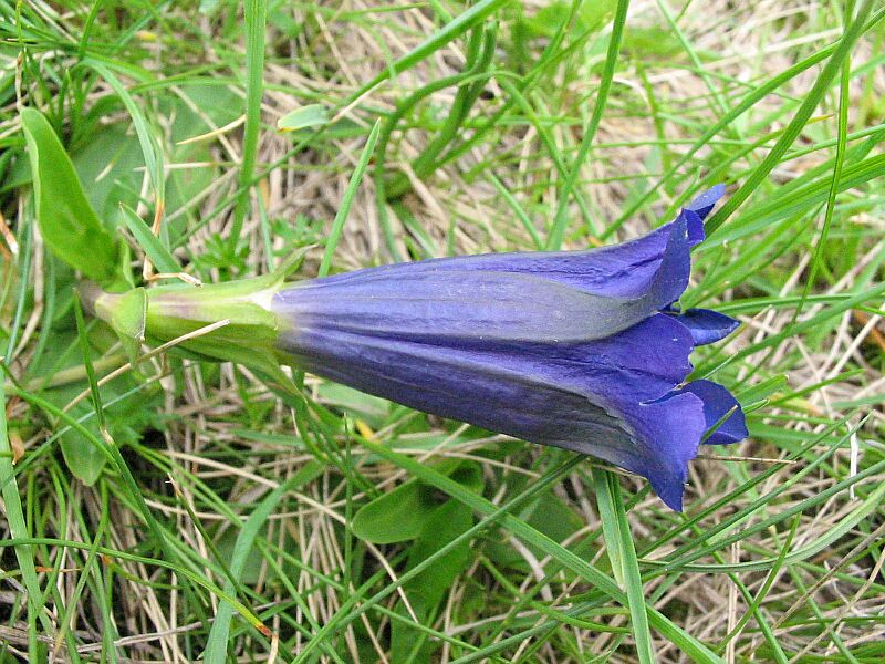 gentiana%20kock.jpg_200741421626_gentiana%20kock.jpg