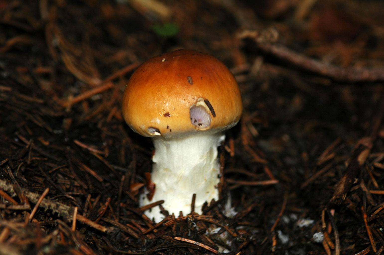 Altri Funghi Natura Mediterraneo Forum Naturalistico