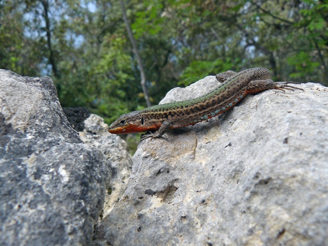 Clicca per vedere la foto