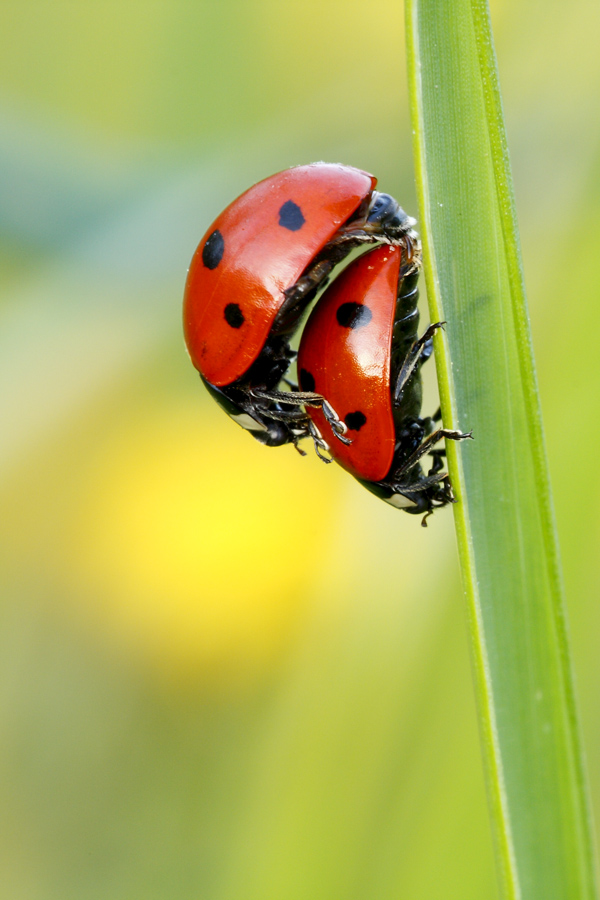 Coccinella septempunctata in accoppiamento Natura Mediterraneo