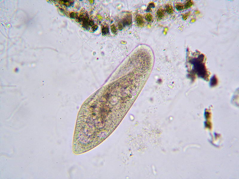 paramecium under microscope 400x