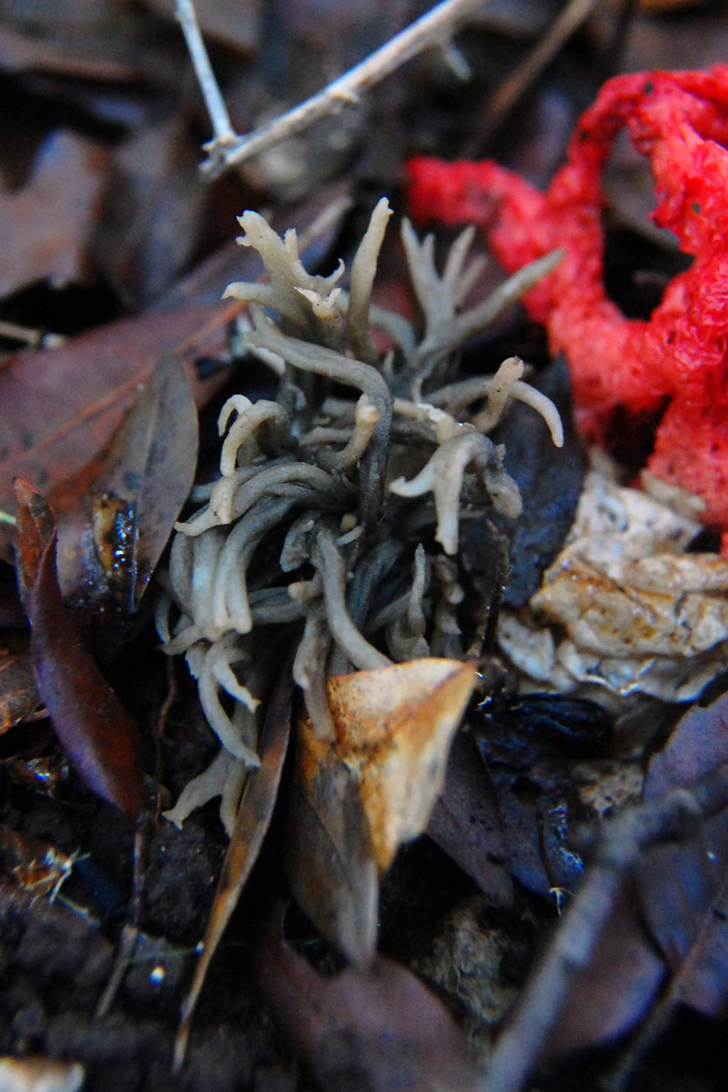 Funghi Da Determinare Natura Mediterraneo Forum Naturalistico