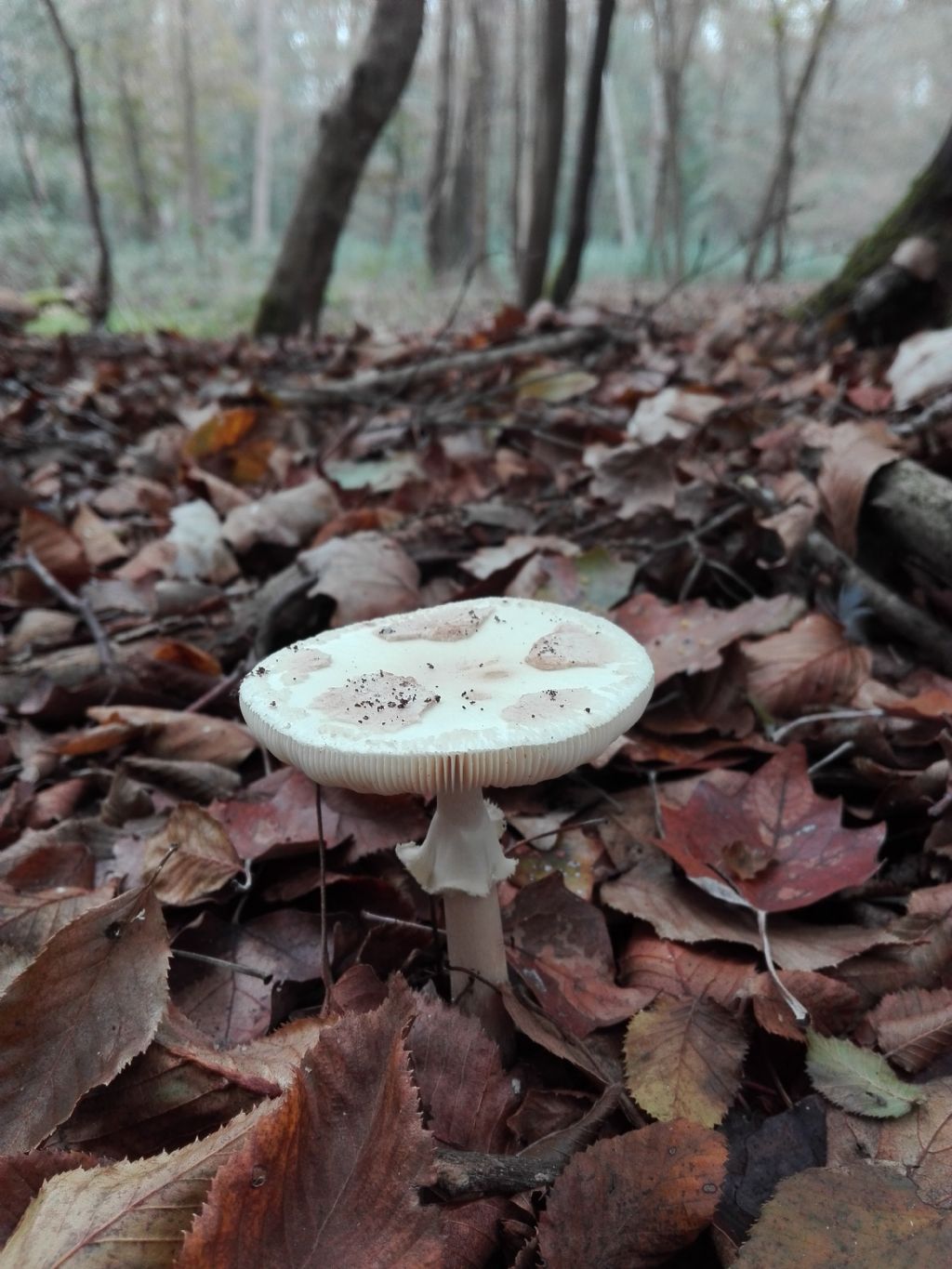 Funghi Da Determinare Natura Mediterraneo Forum Naturalistico