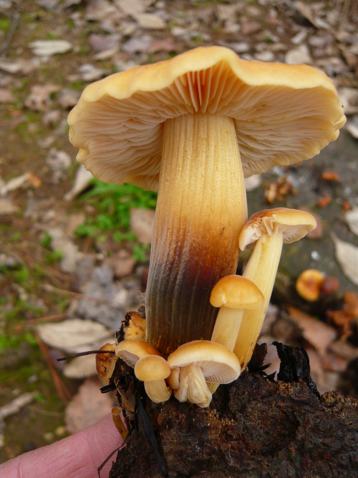 Fungo Da Determinare 14 Ott Natura Mediterraneo Forum Naturalistico