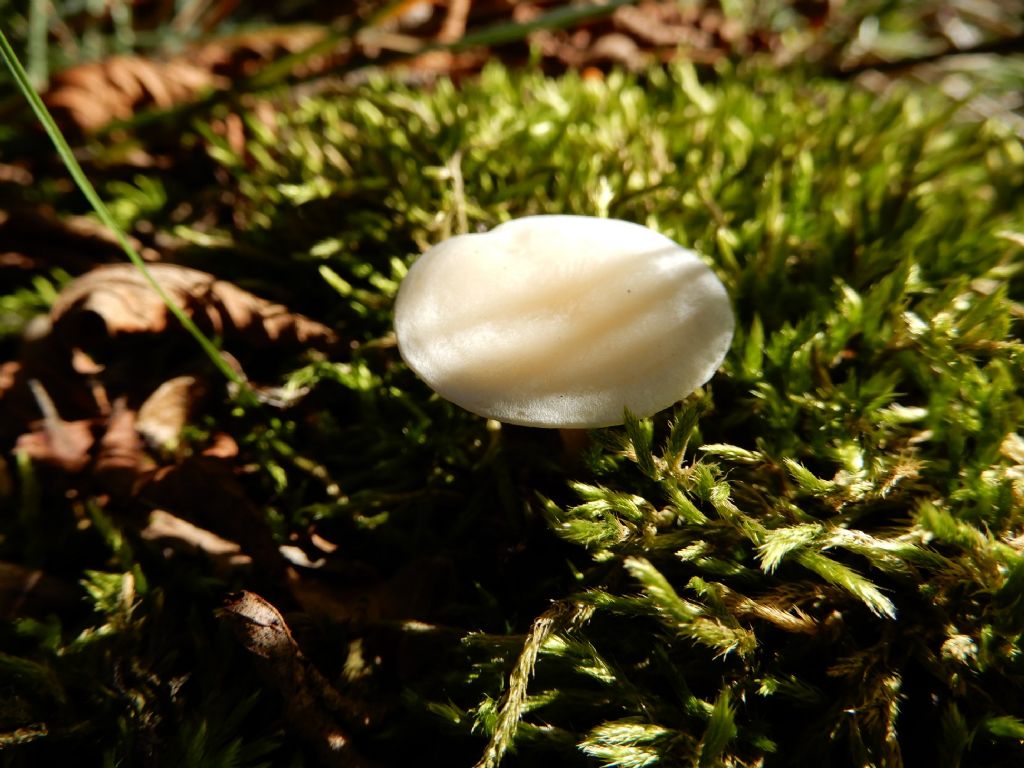 Fungo Da Determinare 5 Natura Mediterraneo Forum Naturalistico