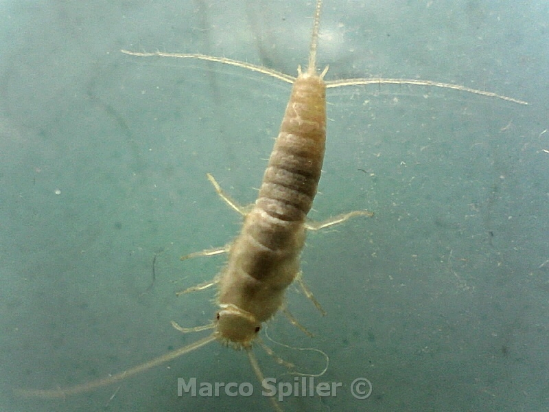 Lepisma saccharina ? , Natura Mediterraneo