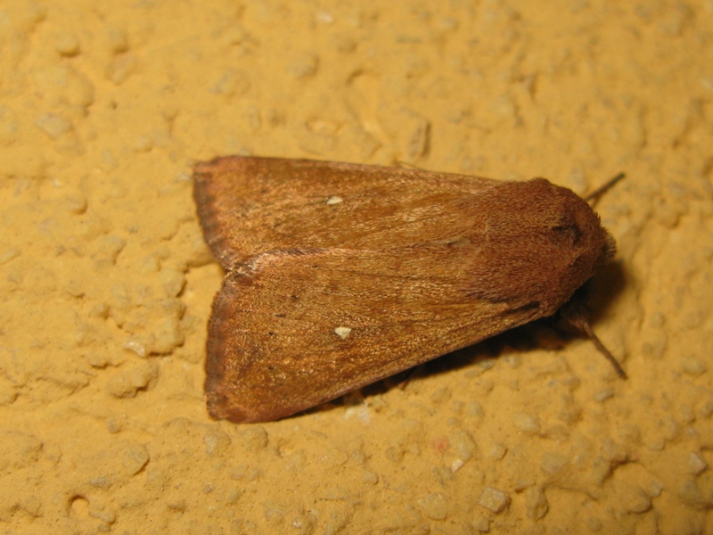 Lepidottero Notturno Da Determinare Natura Mediterraneo Forum