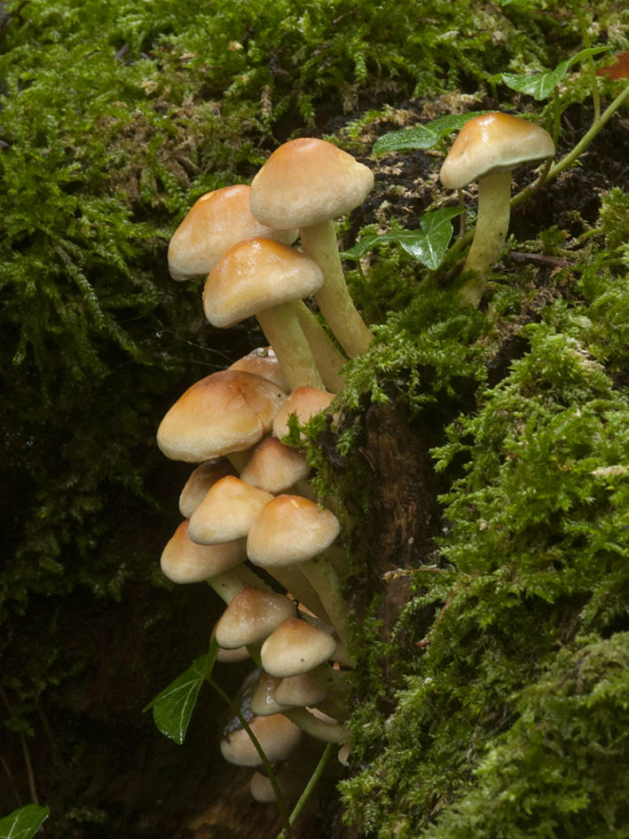 Funghi Da Determinare Natura Mediterraneo Forum Naturalistico