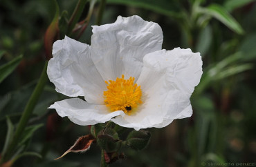 Fiori di Cisto maggiore