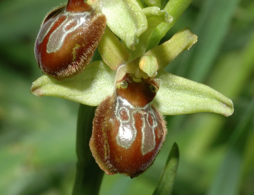 Ophrys sphegodes