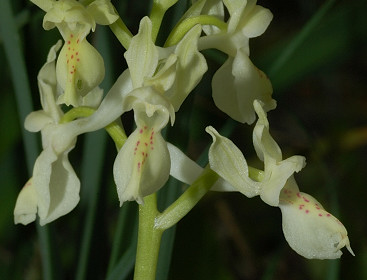 Orchis provincialis