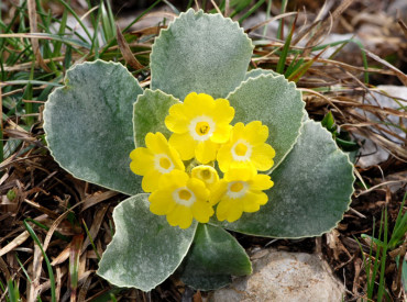 Primula orecchia d'orsa