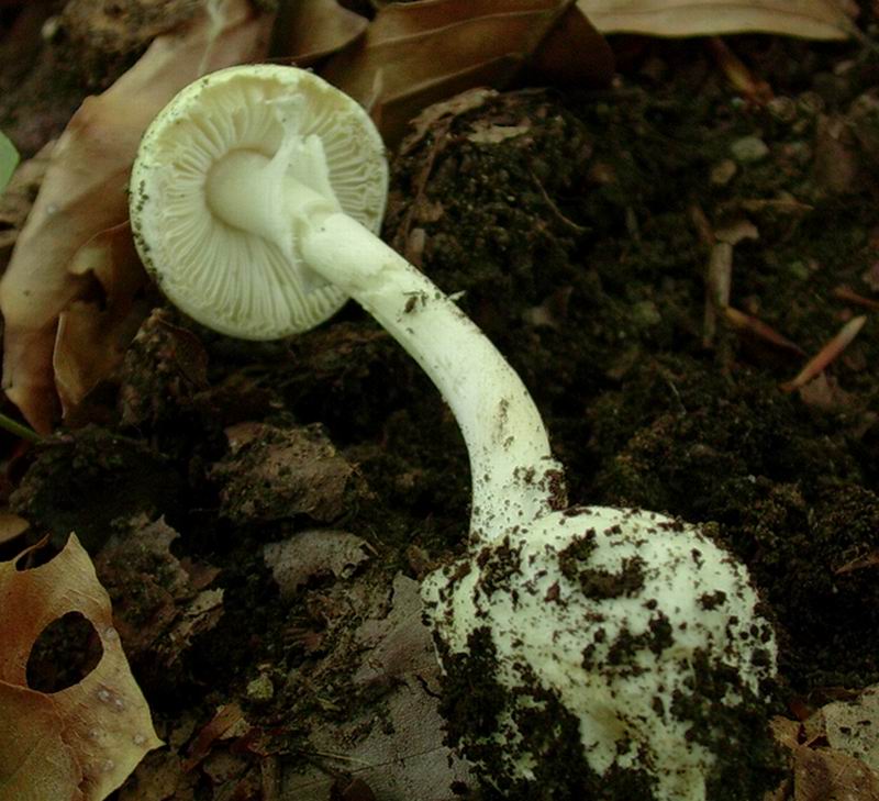 di nuovo piccola amanita 21.06