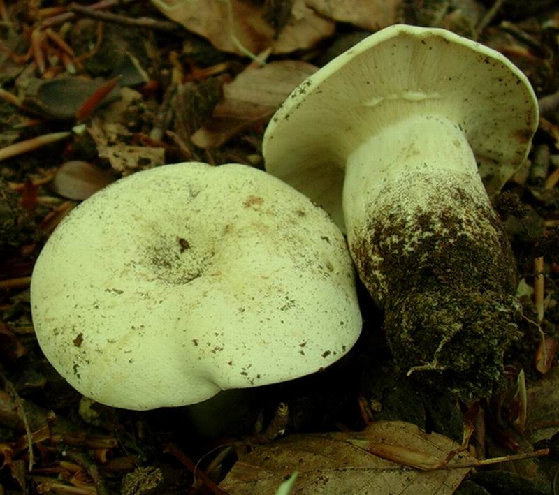 Lactarius piperatus 21.06.05