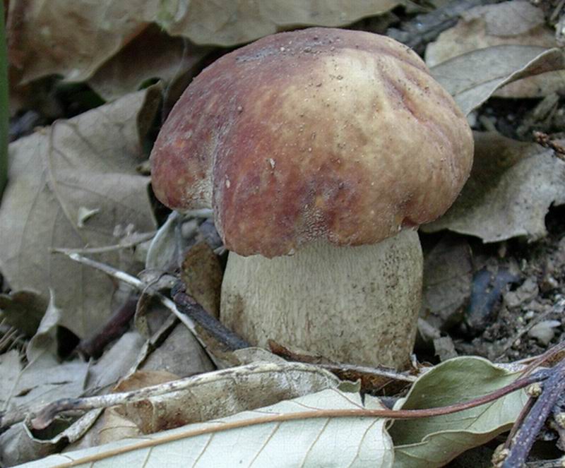 24.06.05 Boletus aestivalis