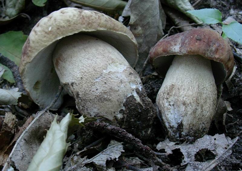 24.06.05 Boletus aestivalis