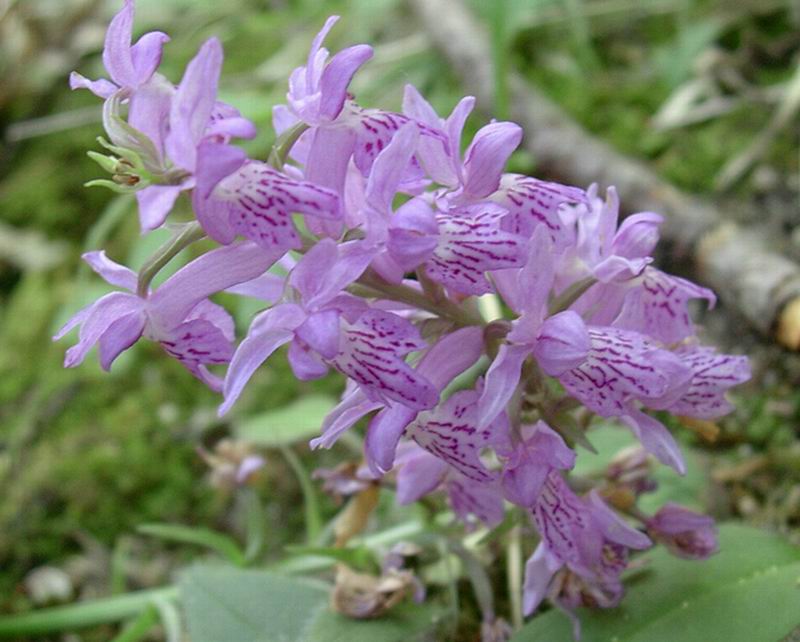 Hypericum perforatum (?), Dactylorhiza maculata etc.