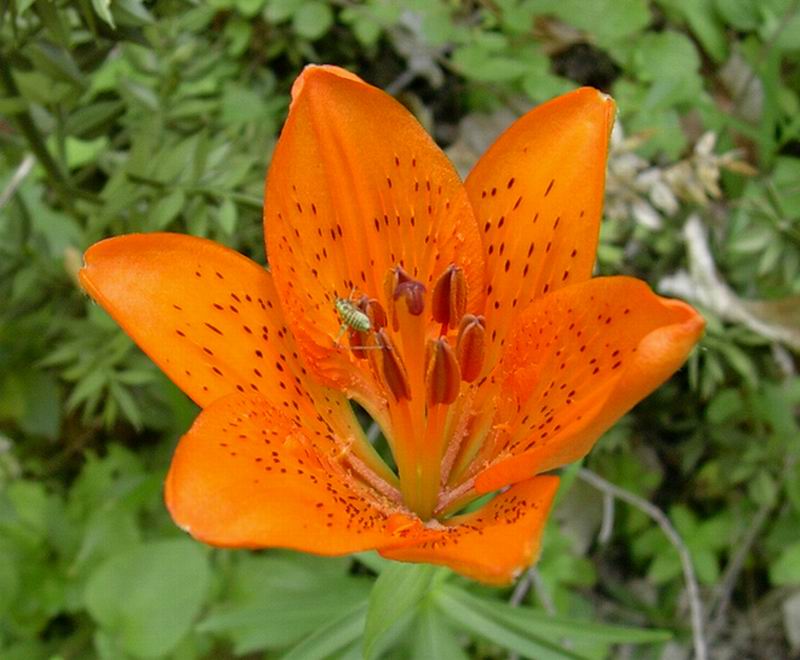 Prunella vulgaris, Lilium bulbiferum subsp. croceum etc.