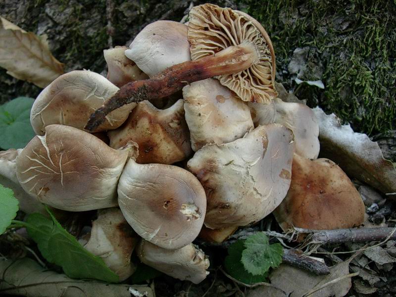 funghi 28.06 n 6.7.