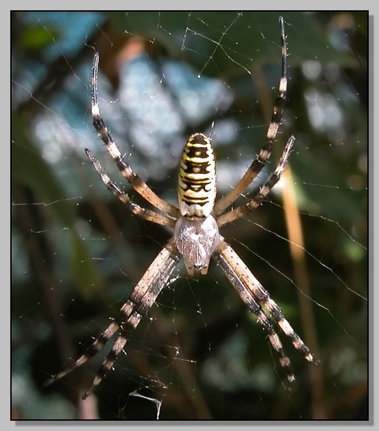 Argiope... il primo  sempre speciale