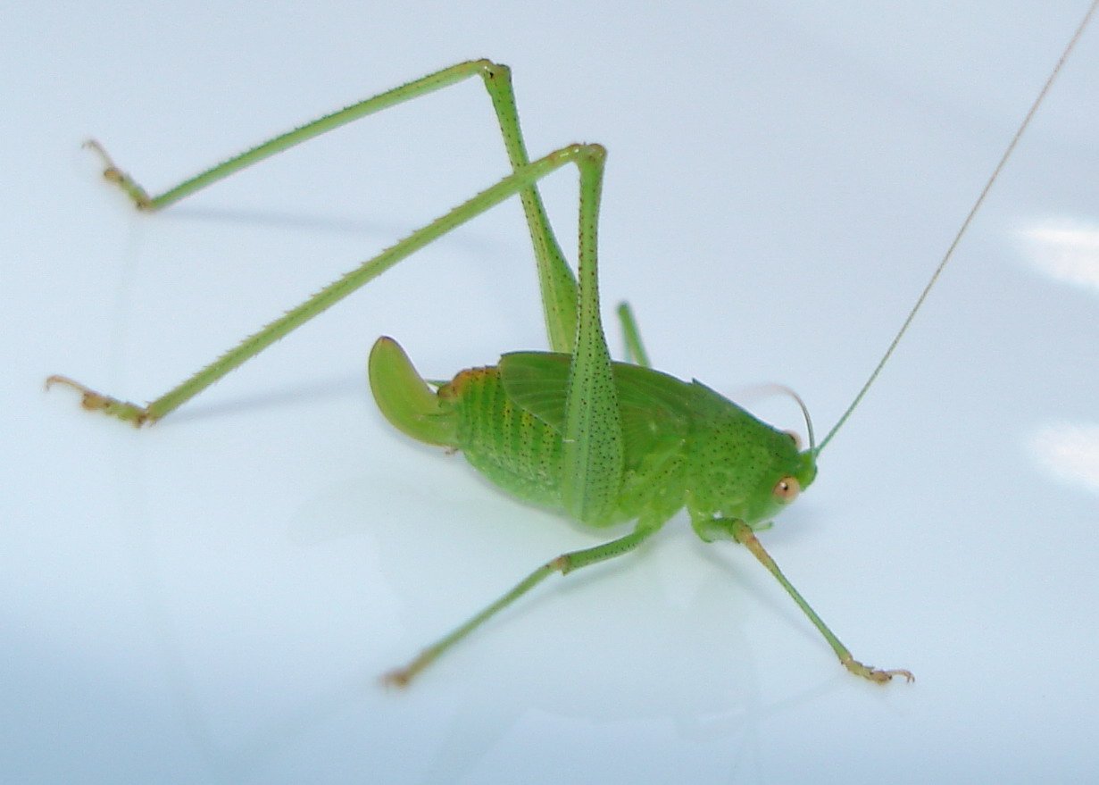 Tettigoniidae sp.: insetto salterino in giovent