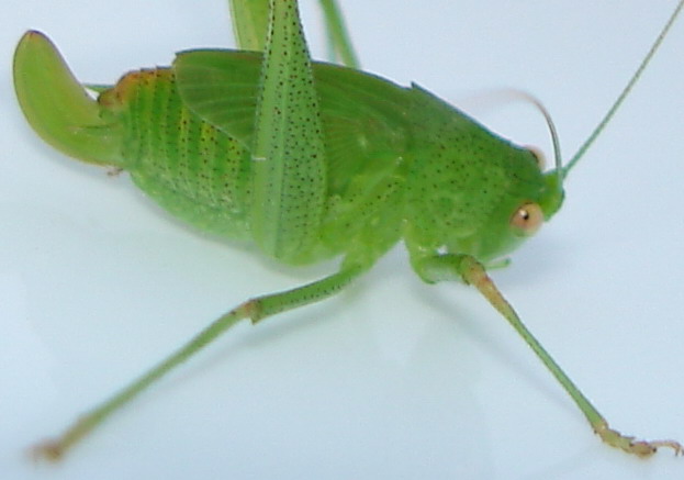 Tettigoniidae sp.: insetto salterino in giovent