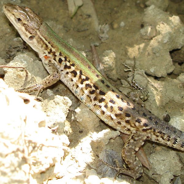 Podarcis siculus ssp.caporiaccoi