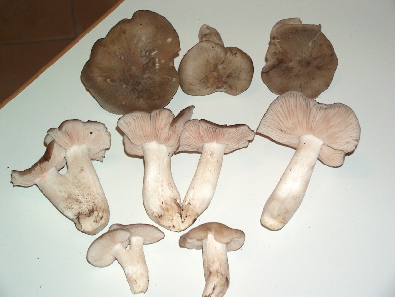 Entoloma lividoalbum