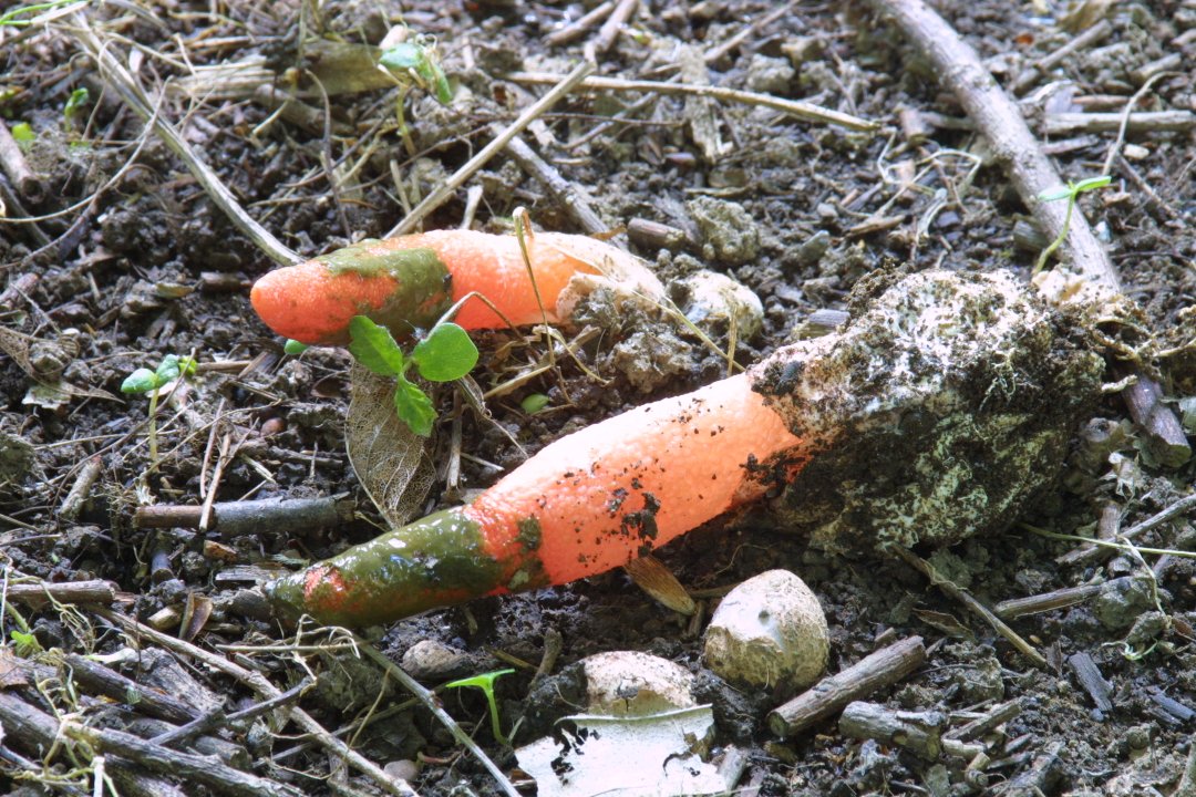 Mutinus elegans (Mont.) E. Fisch.