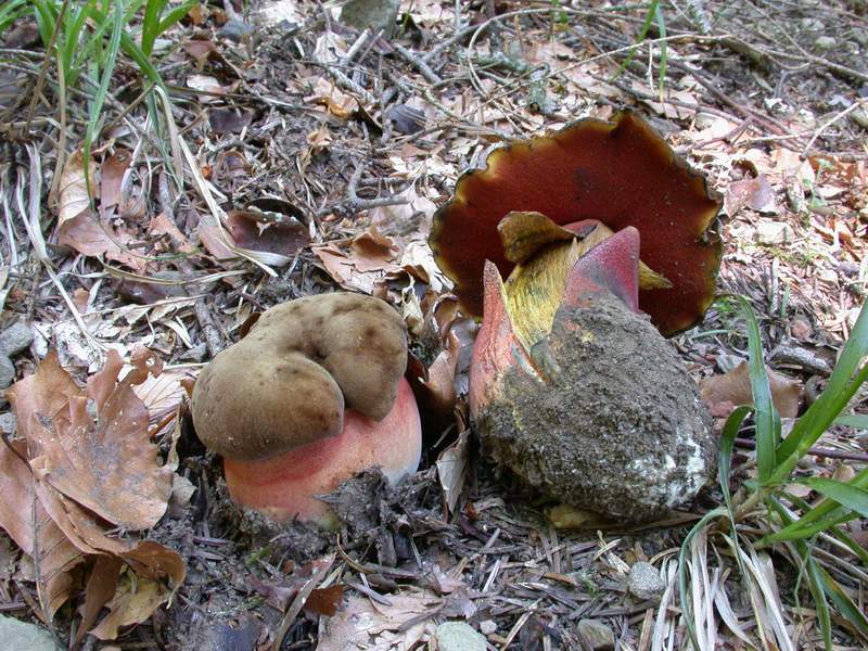 Boletus erythropus Pers.