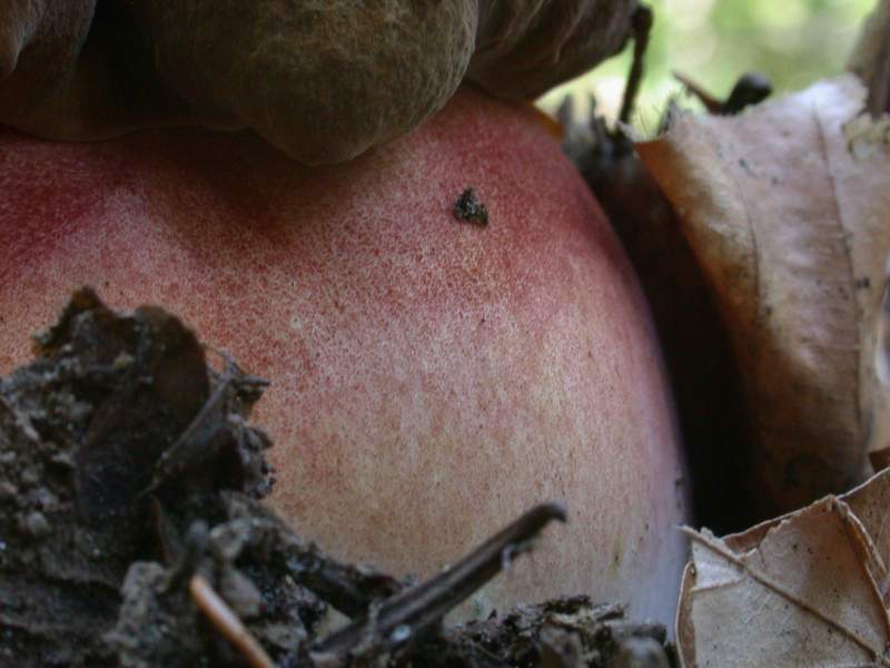 Boletus erythropus Pers.