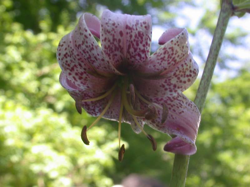 Lillium martagon & Polygonatum multiflorum