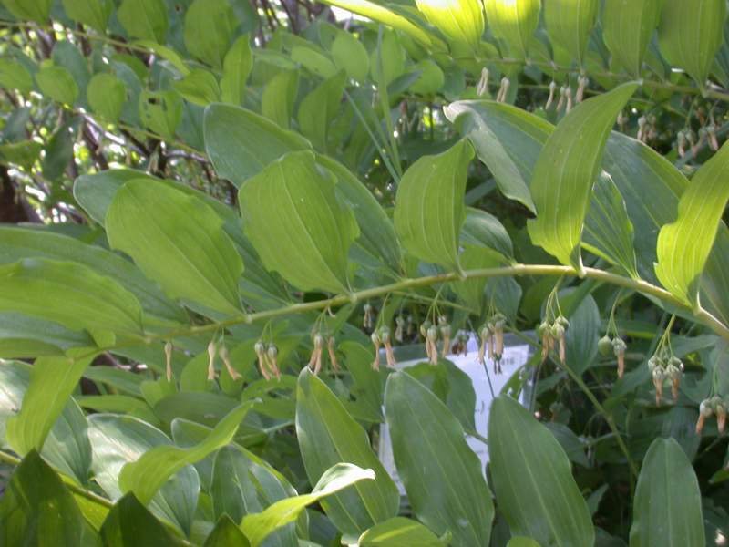 Lillium martagon & Polygonatum multiflorum