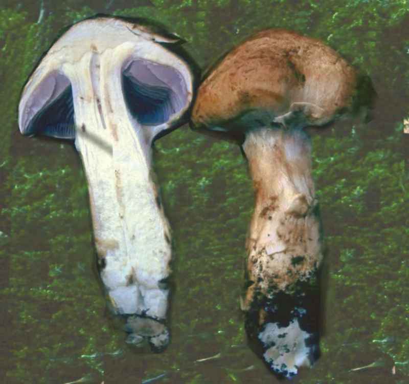 Cortinarius biancastro