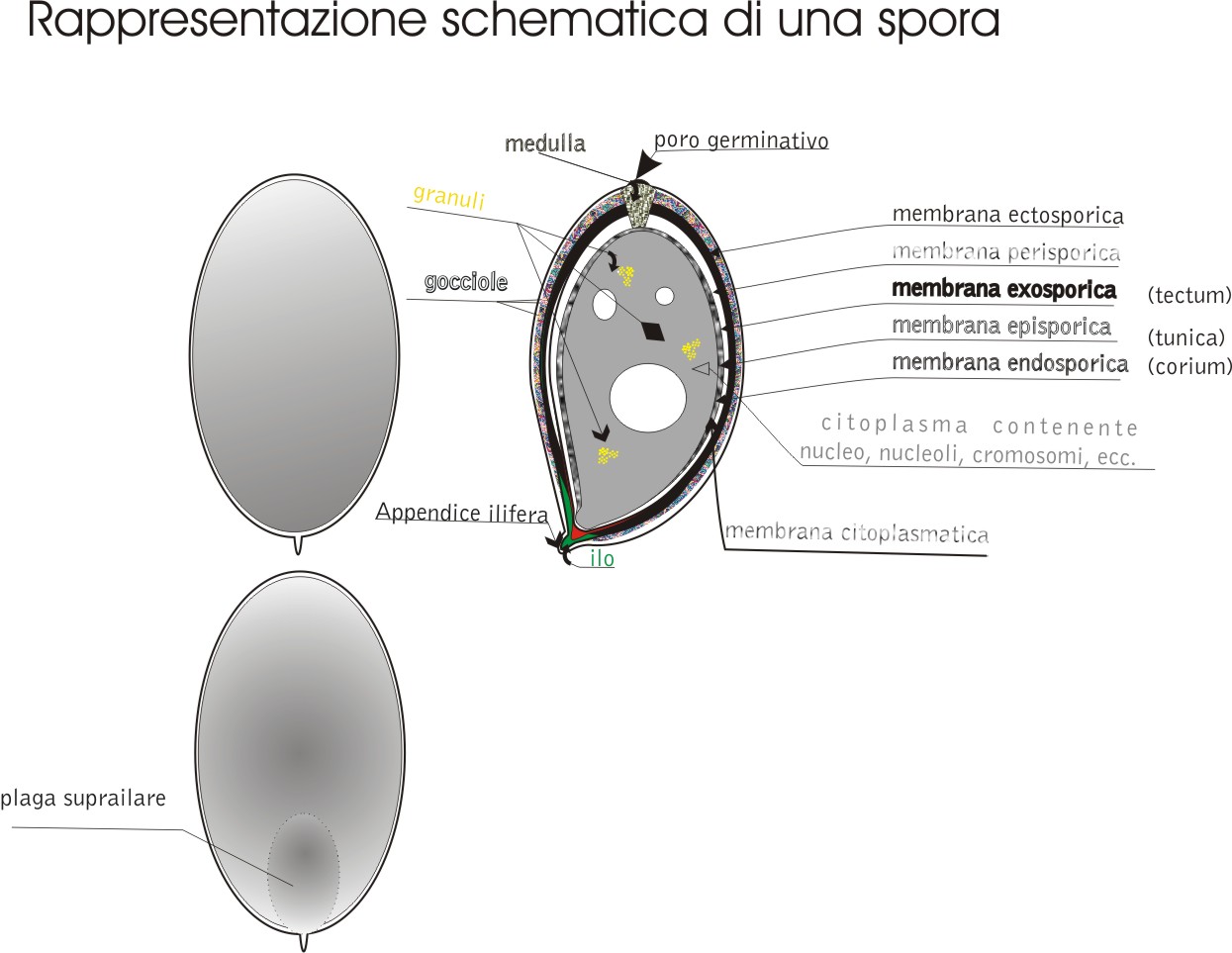 Cosa vogliamo vedere?