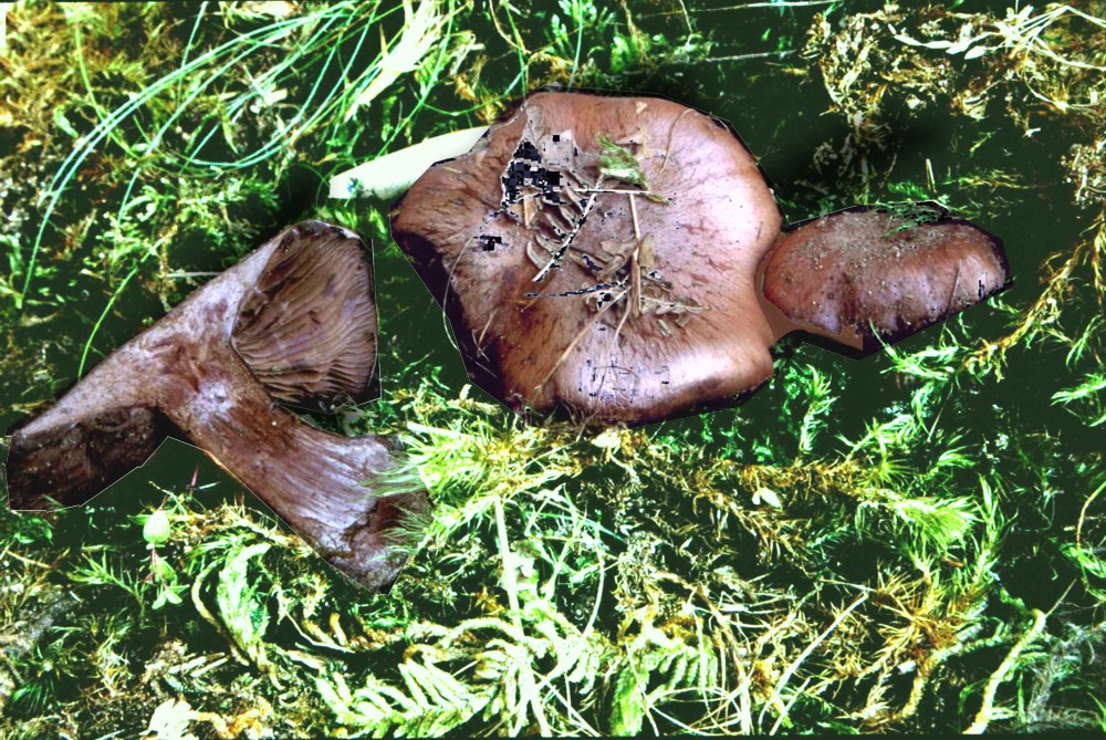 Cortinarius occidentalis var. obscurus