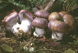 chi li conosce? (cfr. Cortinarius varius)