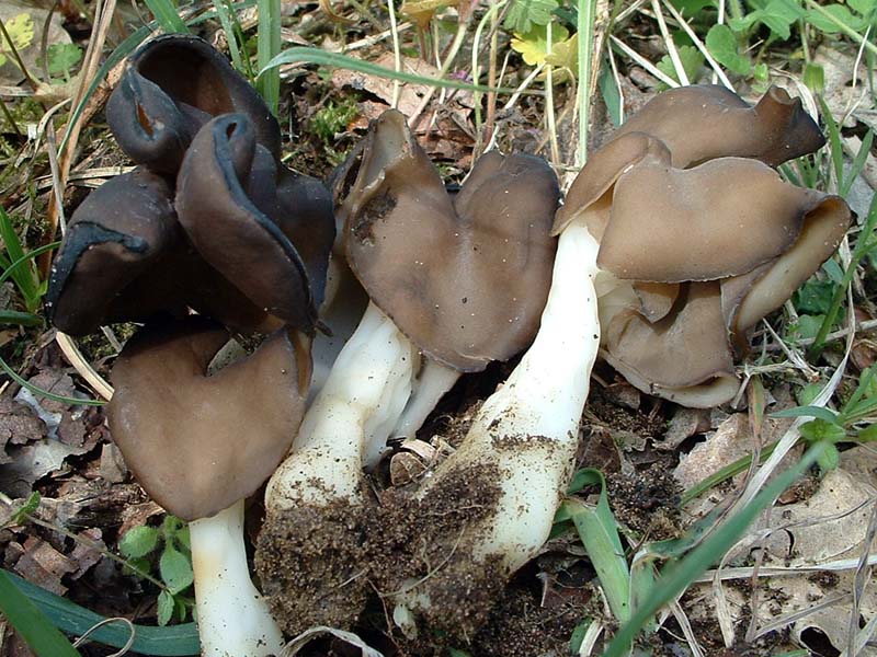 Ancora Helvella spadicea e Agrocybe molesta