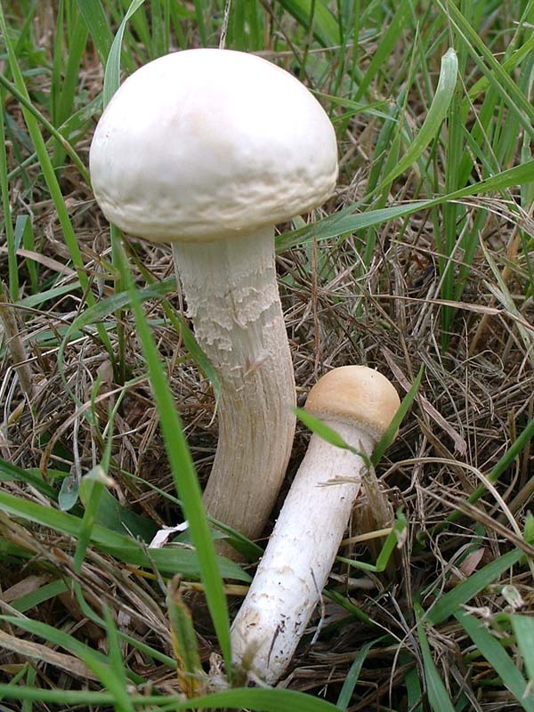 Ancora Helvella spadicea e Agrocybe molesta