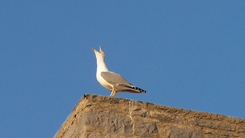 Portovenere