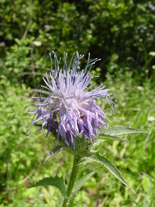 Carthamus caeruleus / Cardoncello azzurro