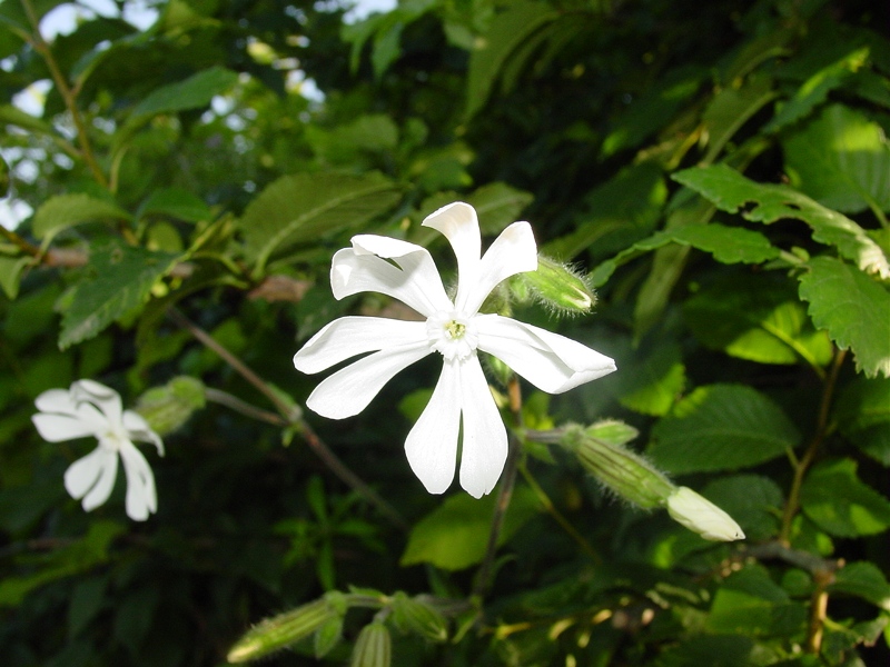 Silene latifolia (=Silene alba) / Silene bianca