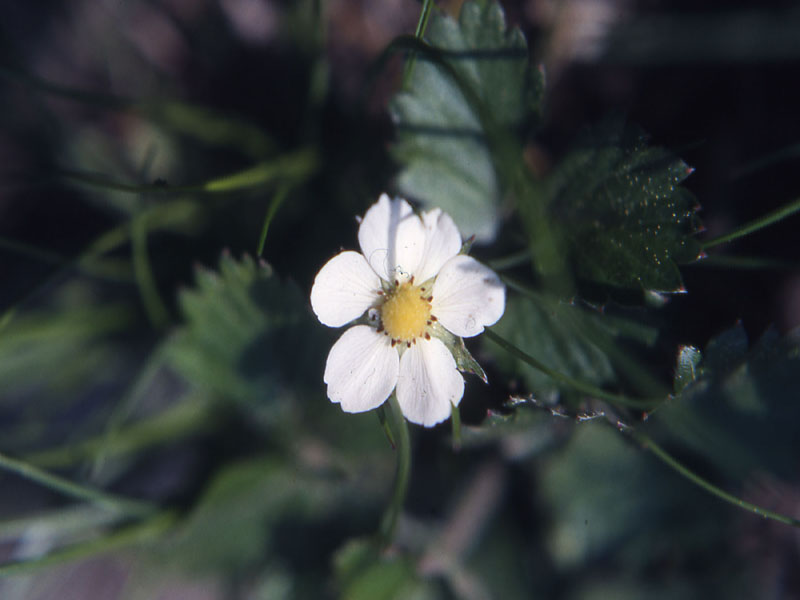 Fragaria vesca e Pulsatilla montana