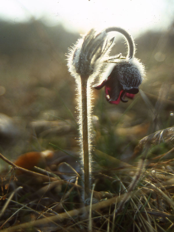 Fragaria vesca e Pulsatilla montana