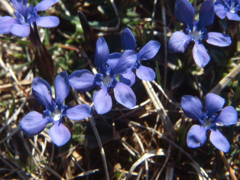 Gentiana cfr.orbicularis, Erythronium dens-canis, Potentilla cfr.brauneana e Carex sp.