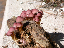 Mycena renatii