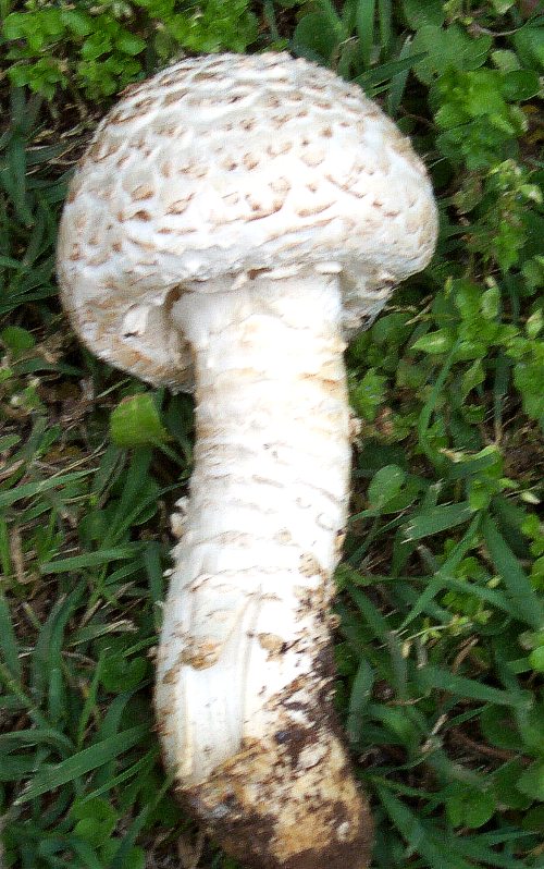 Amanita vittadinii