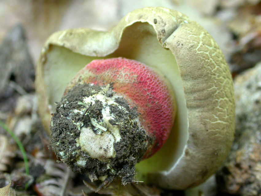 Boletus calopus .