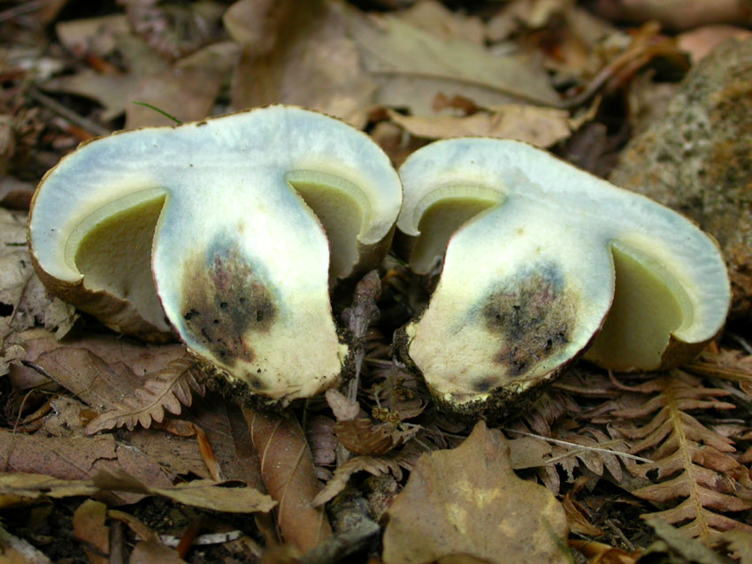 Boletus calopus .